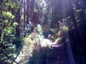 Muir Woods Hike